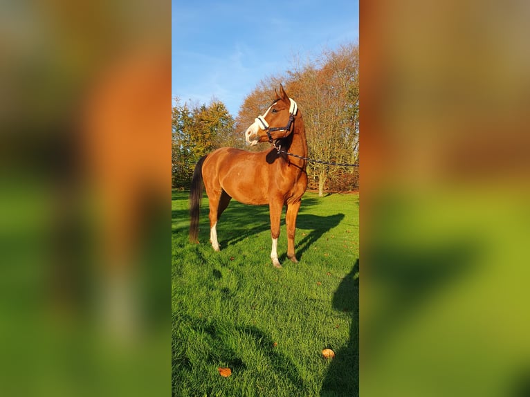 Arasier Wallach 7 Jahre 155 cm Brauner in Terwolde