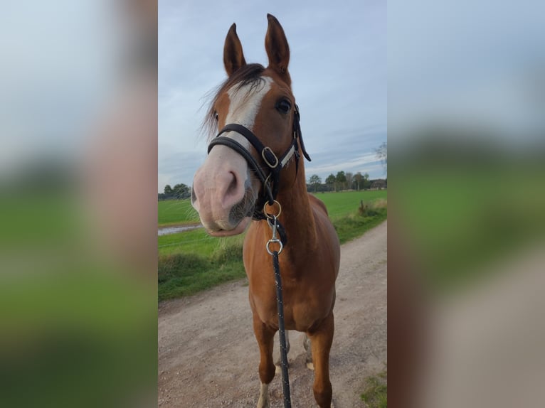 Arasier Wallach 7 Jahre 155 cm Brauner in Terwolde