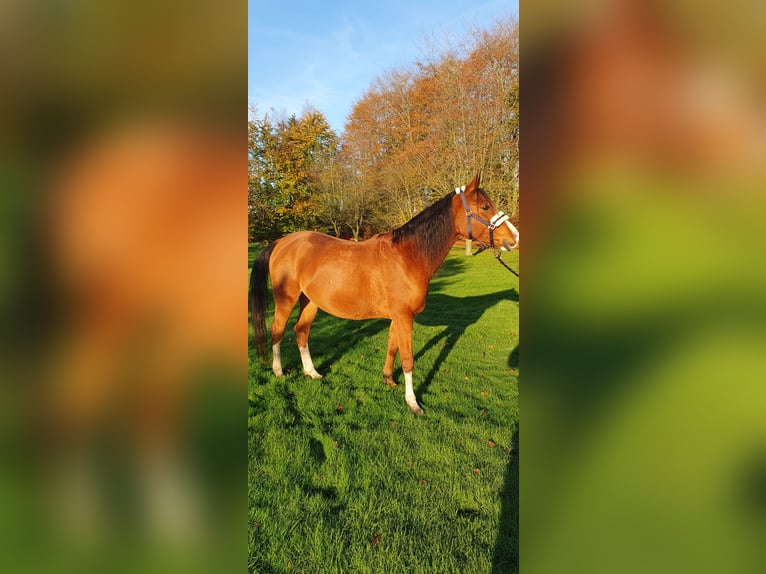 Arasier Wallach 7 Jahre 155 cm Brauner in Terwolde