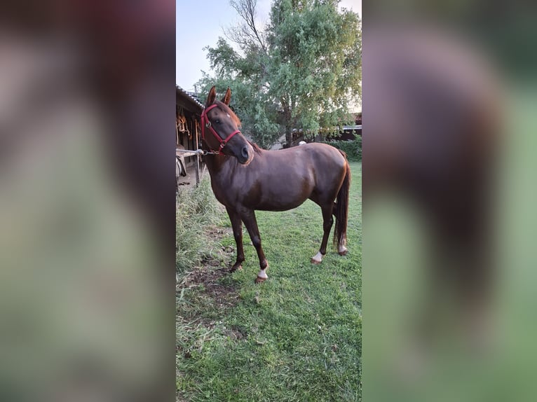 Arasier Mestizo Yegua 6 años 158 cm Alazán-tostado in &#x425;&#x430;&#x441;&#x43A;&#x43E;&#x432;&#x43E;