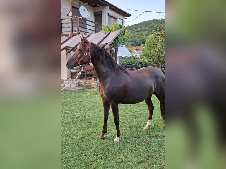Arasier Mestizo Yegua 6 años 158 cm Alazán-tostado in &#x425;&#x430;&#x441;&#x43A;&#x43E;&#x432;&#x43E;