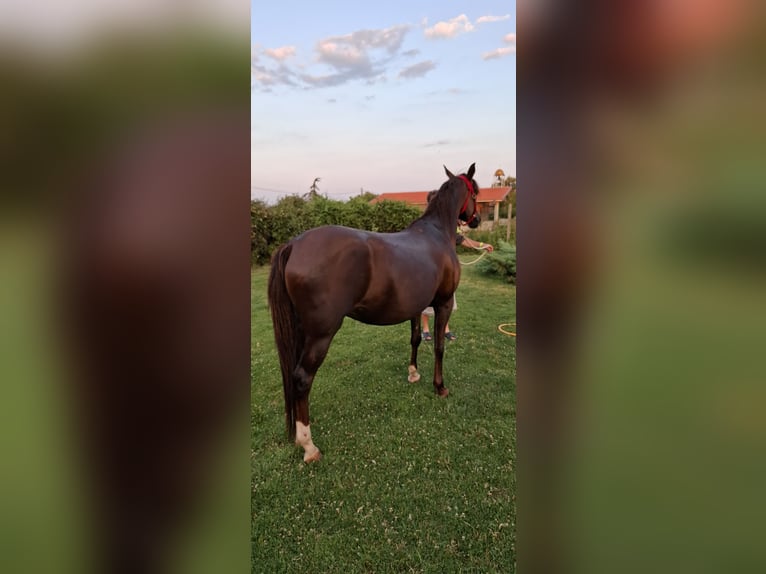 Arasier Mestizo Yegua 6 años 158 cm Alazán-tostado in &#x425;&#x430;&#x441;&#x43A;&#x43E;&#x432;&#x43E;