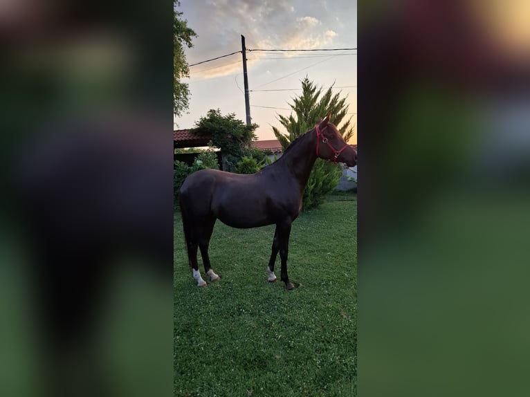 Arasier Mestizo Yegua 6 años 158 cm Alazán-tostado in &#x425;&#x430;&#x441;&#x43A;&#x43E;&#x432;&#x43E;