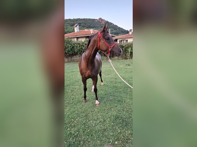 Arasier Mestizo Yegua 6 años 158 cm Alazán-tostado in &#x425;&#x430;&#x441;&#x43A;&#x43E;&#x432;&#x43E;