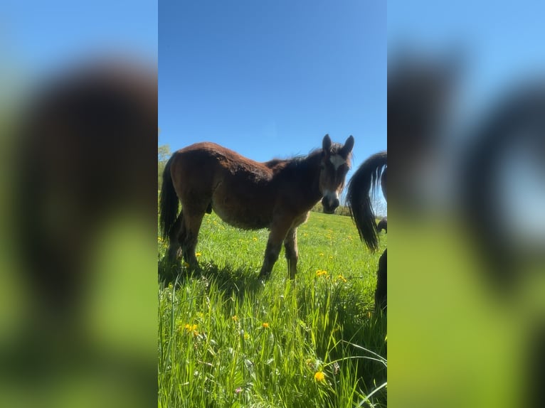 Arbeitspferd Hengst 1 Jahr Brauner in Aydat