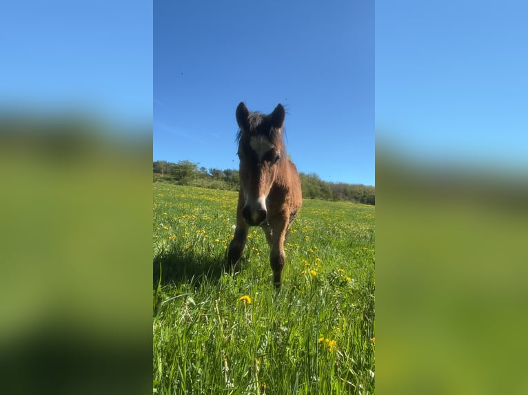 Arbeitspferd Hengst 1 Jahr Brauner in Aydat