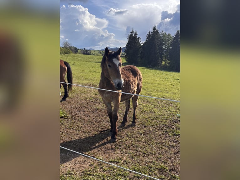 Arbeitspferd Hengst 1 Jahr Brauner in Aydat
