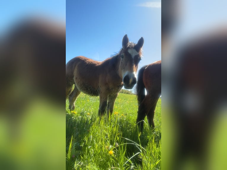 Arbeitspferd Hengst 1 Jahr Brauner in Aydat