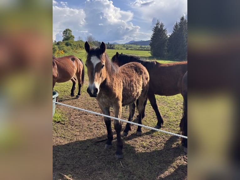 Arbeitspferd Hengst 1 Jahr Brauner in Aydat