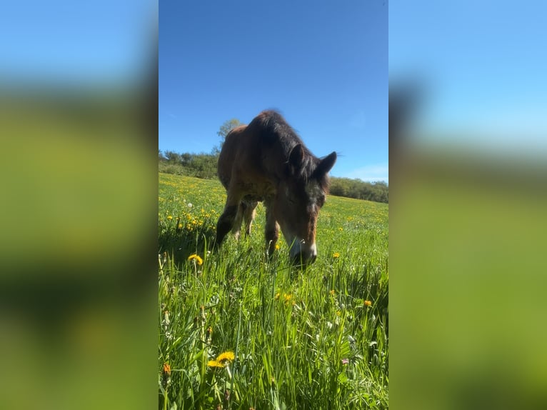 Arbeitspferd Hengst 1 Jahr Brauner in Aydat