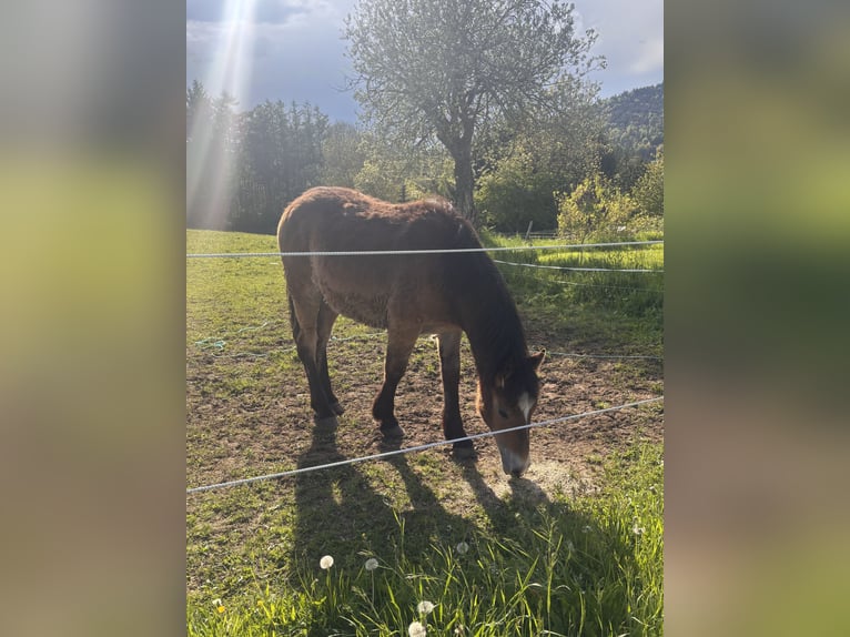 Arbeitspferd Hengst 1 Jahr Brauner in Aydat