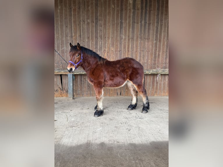 Arbeitspferd Hengst 1 Jahr Dunkelbrauner in Lachapelle-sous-Rougemont