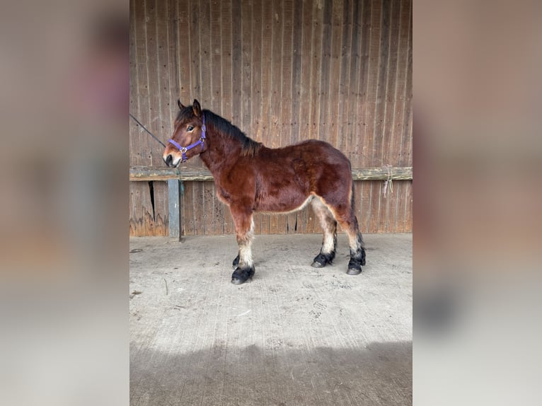Arbeitspferd Hengst 1 Jahr Dunkelbrauner in Lachapelle-sous-Rougemont