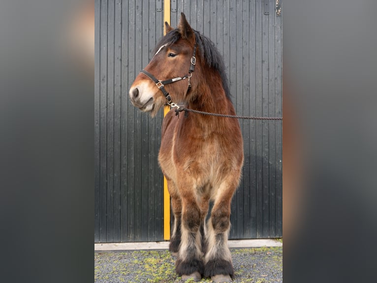 Arbeitspferd Hengst 2 Jahre 163 cm Brauner in Beringe