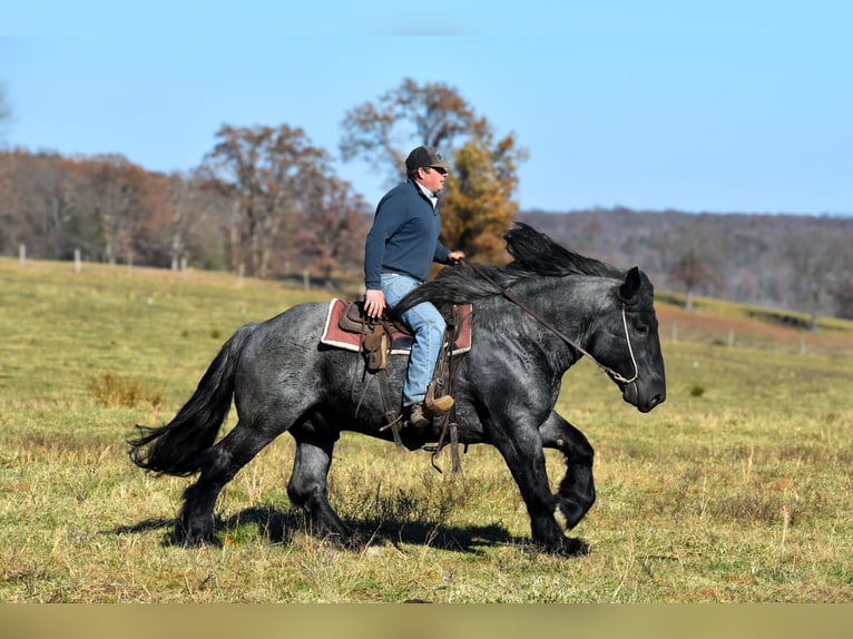 Arbeitspferd Mix Hengst 4 Jahre 165 cm Roan-Blue in Mount Vernon
