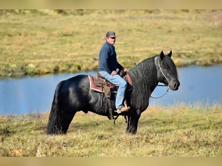 Arbeitspferd Mix Hengst 4 Jahre 165 cm Roan-Blue in Mount Vernon