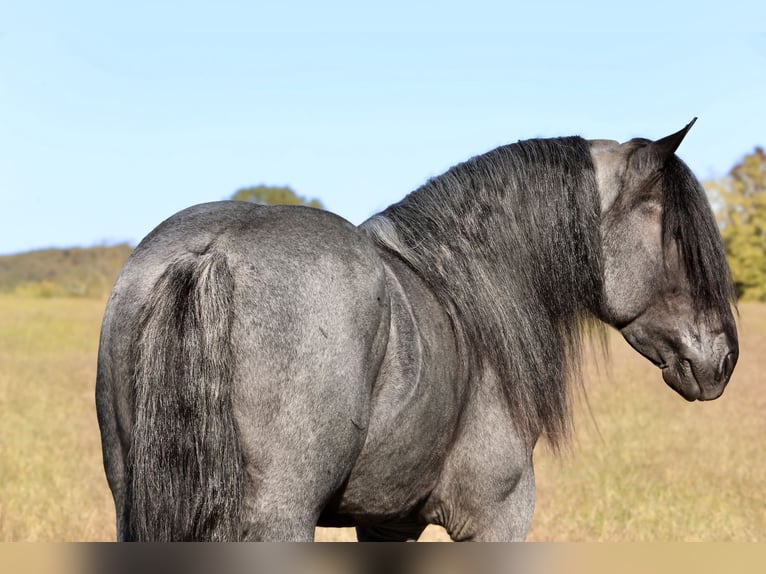 Arbeitspferd Mix Hengst 5 Jahre 165 cm Roan-Blue in Mount Vernon