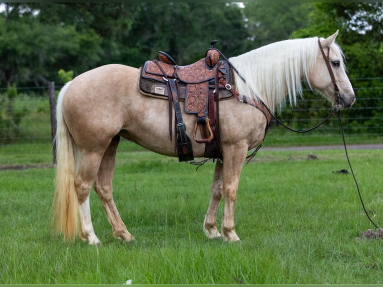 Arbeitspferd Stute 10 Jahre 155 cm Palomino in Rusk TX