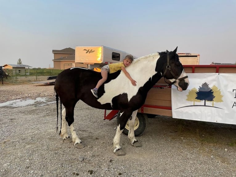 Arbeitspferd Stute 10 Jahre 163 cm Rappe in Dillon, MT