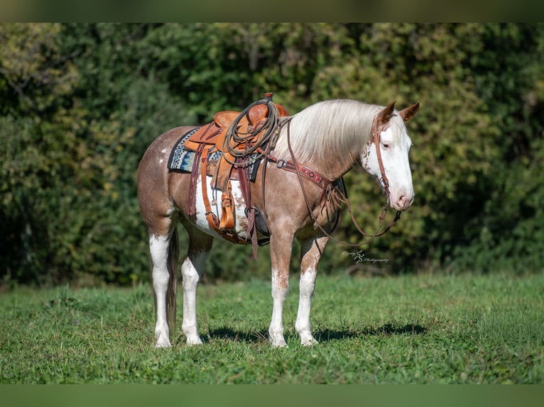 Arbeitspferd Mix Stute 10 Jahre 163 cm Sabino in Hastings