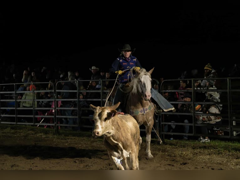 Arbeitspferd Mix Stute 10 Jahre 163 cm Sabino in Hastings