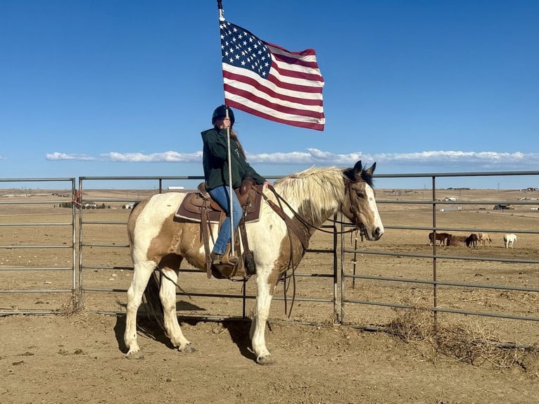 Arbeitspferd Mix Stute 10 Jahre 165 cm Schecke in Fort Collins