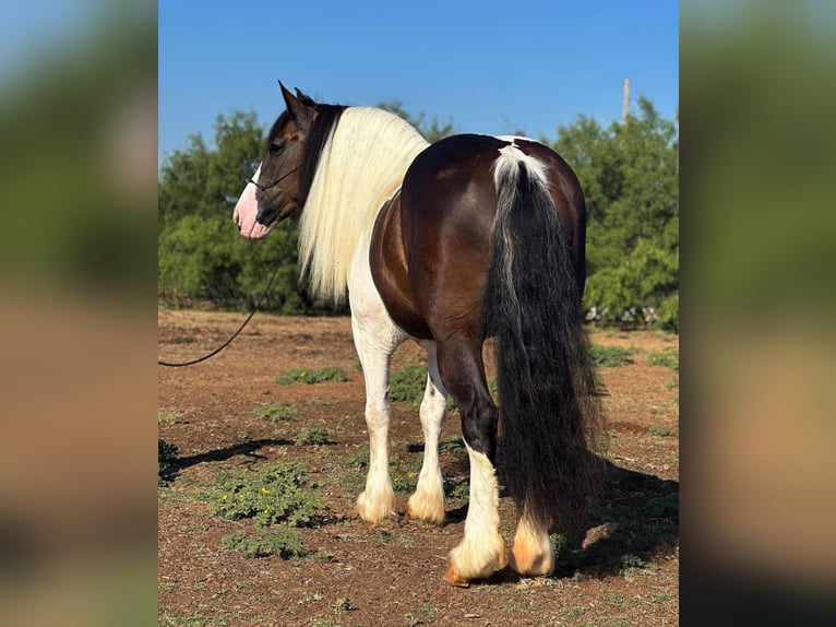 Arbeitspferd Stute 10 Jahre 165 cm Tobiano-alle-Farben in Byers TX