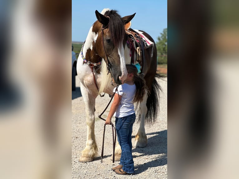 Arbeitspferd Stute 10 Jahre 165 cm Tobiano-alle-Farben in Byers TX