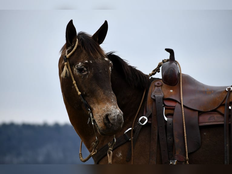 Arbeitspferd Mix Stute 11 Jahre 160 cm Rotbrauner in Rebersburg