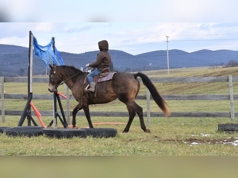 Arbeitspferd Mix Stute 11 Jahre 160 cm Rotbrauner in Rebersburg