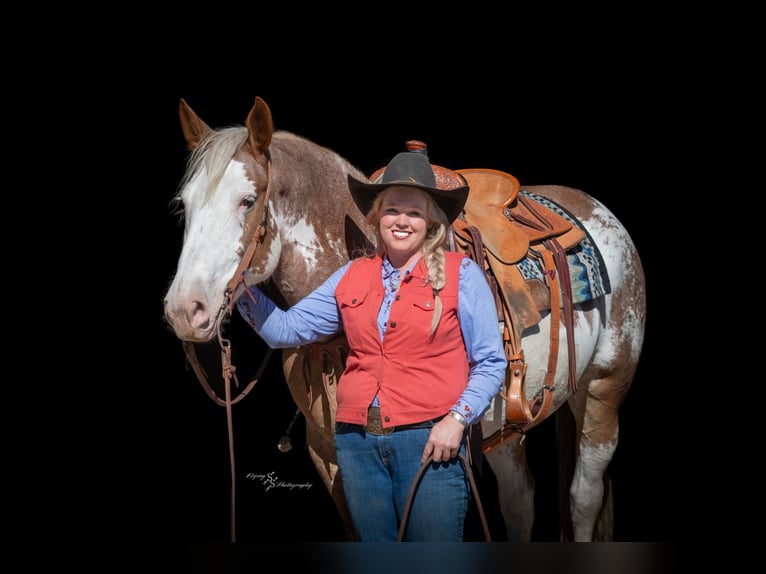 Arbeitspferd Mix Stute 11 Jahre 163 cm Sabino in Hastings
