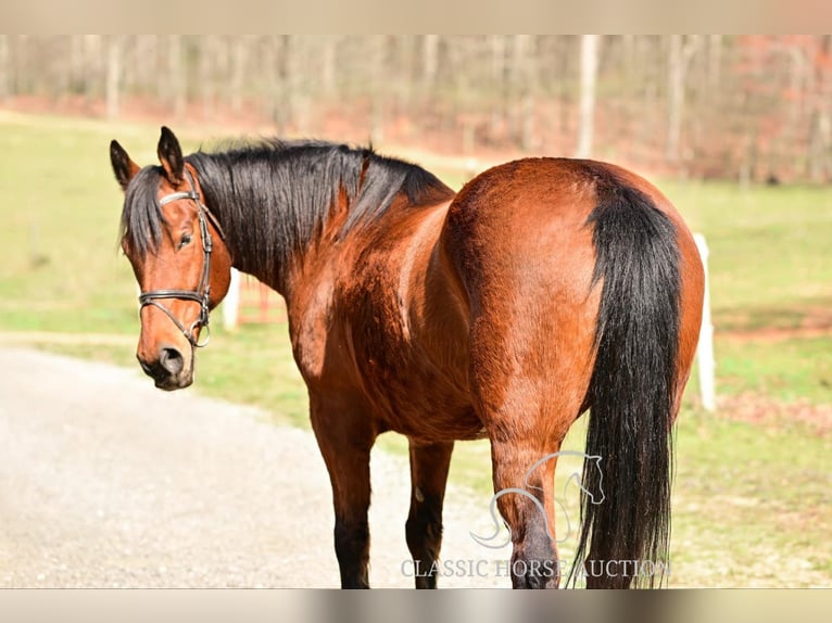 Arbeitspferd Stute 11 Jahre 163 cm in Hull, GA
