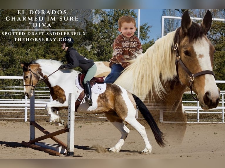 Arbeitspferd Mix Stute 11 Jahre 165 cm Buckskin in Littleton, CO