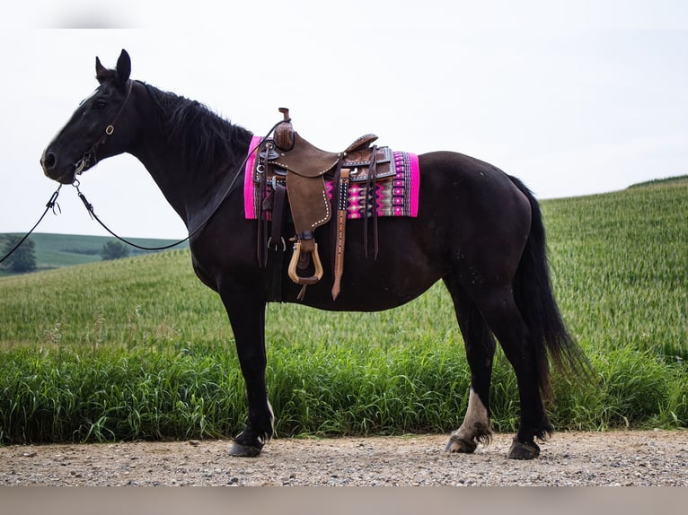 Arbeitspferd Stute 13 Jahre 157 cm Rappe in Battle Creek