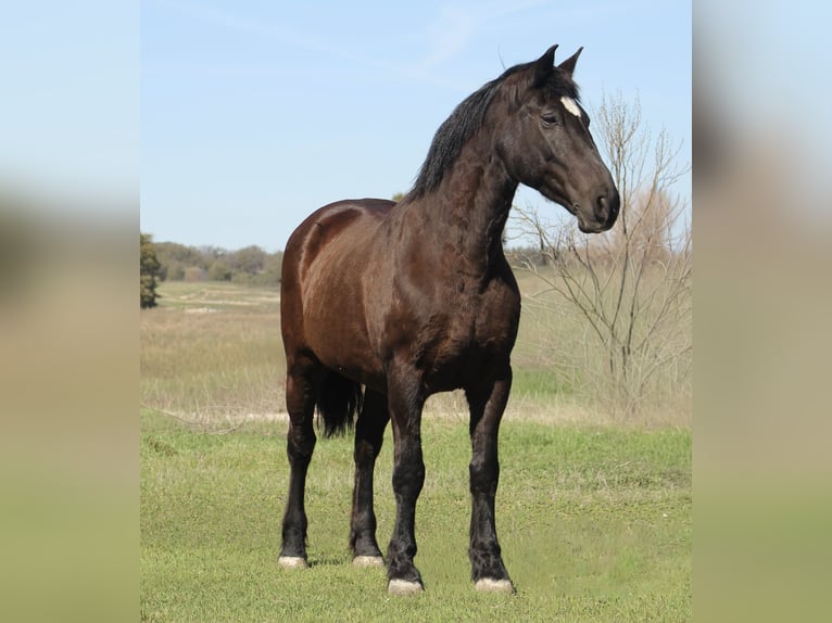 Arbeitspferd Stute 13 Jahre 163 cm Rappe in Poolville