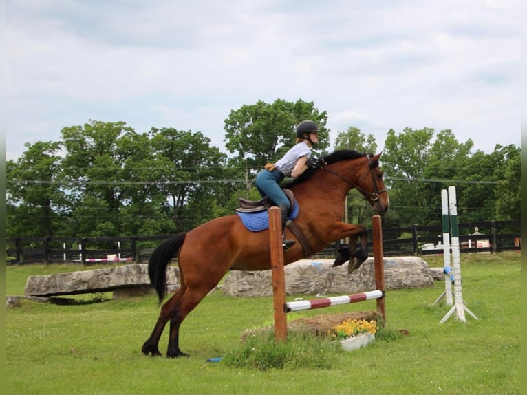 Arbeitspferd Stute 13 Jahre 168 cm Rotbrauner in Highland Mi