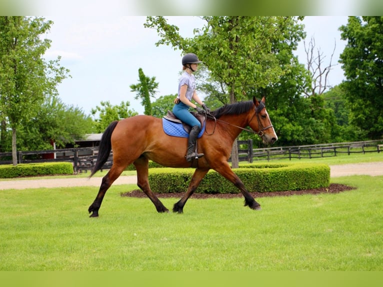 Arbeitspferd Stute 13 Jahre 168 cm Rotbrauner in Highland Mi