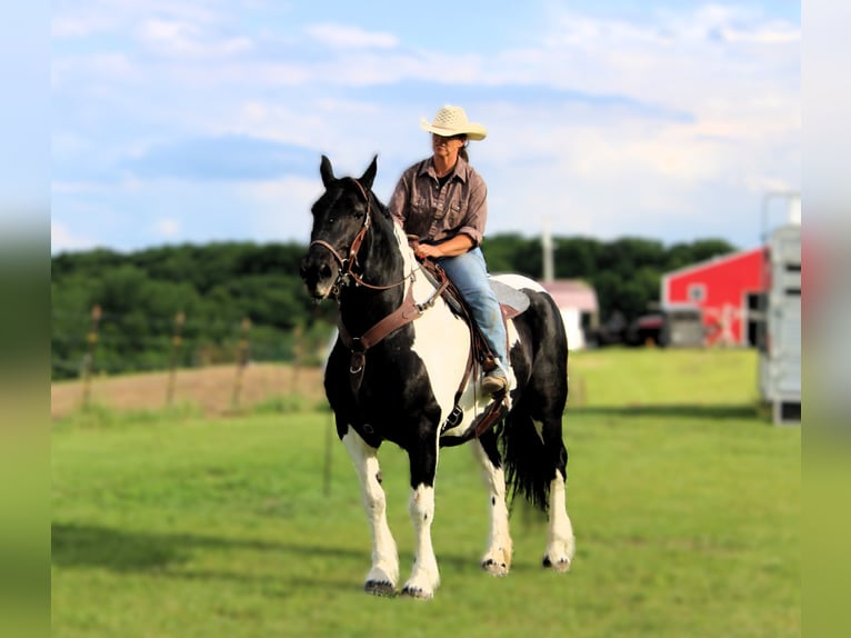 Arbeitspferd Stute 13 Jahre 170 cm Tobiano-alle-Farben in Princeton MO