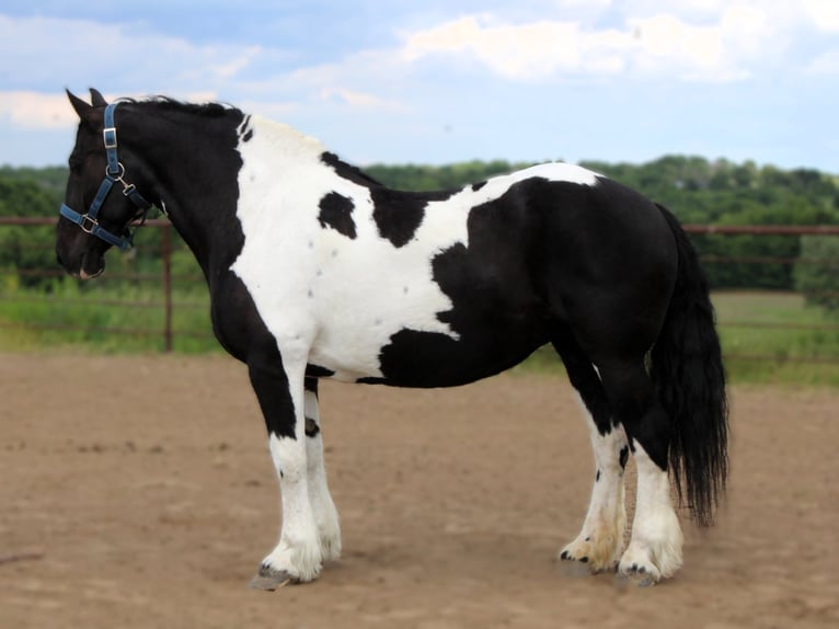 Arbeitspferd Stute 13 Jahre 170 cm Tobiano-alle-Farben in Princeton MO