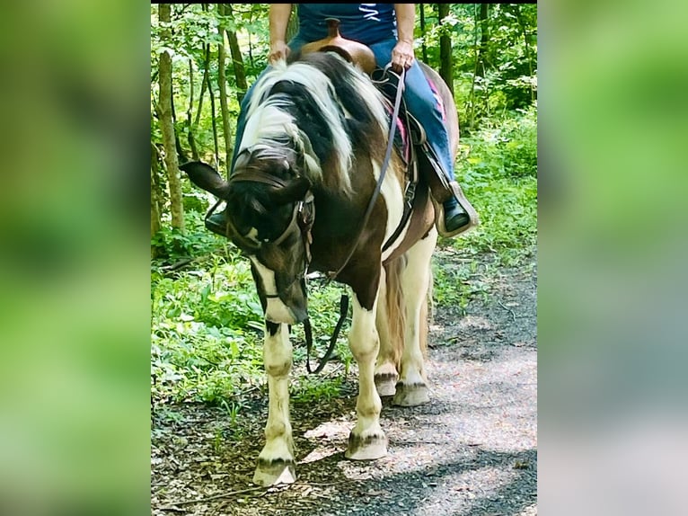 Arbeitspferd Stute 14 Jahre 163 cm Schecke in Kerhonkson NY