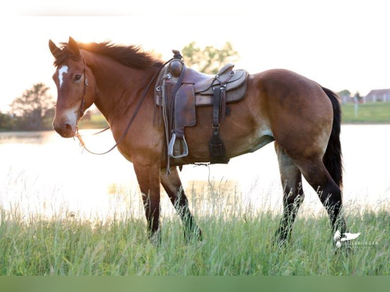 Arbeitspferd Stute 15 Jahre 168 cm Rotbrauner in Cole Camp
