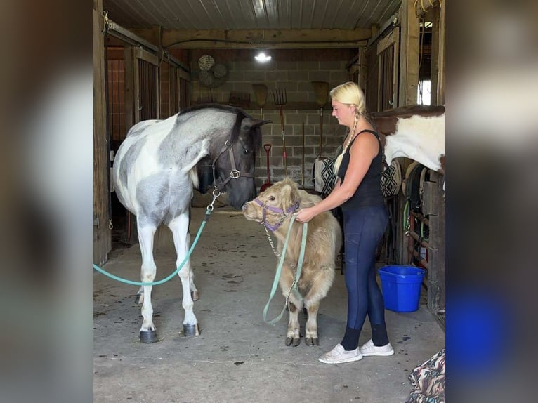 Arbeitspferd Stute 1 Jahr 145 cm Tobiano-alle-Farben in Narvon
