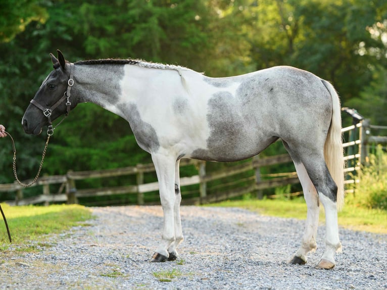 Arbeitspferd Stute 1 Jahr 145 cm Tobiano-alle-Farben in Narvon
