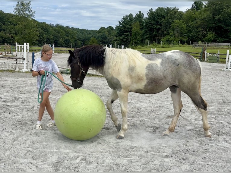 Arbeitspferd Stute 1 Jahr 145 cm Tobiano-alle-Farben in Narvon