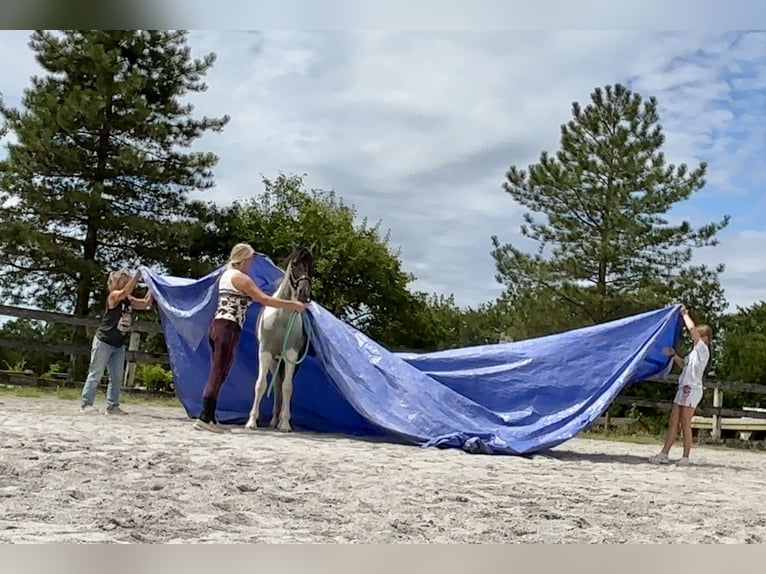 Arbeitspferd Stute 1 Jahr 145 cm Tobiano-alle-Farben in Narvon