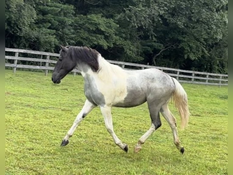Arbeitspferd Stute 1 Jahr 145 cm Tobiano-alle-Farben in Narvon