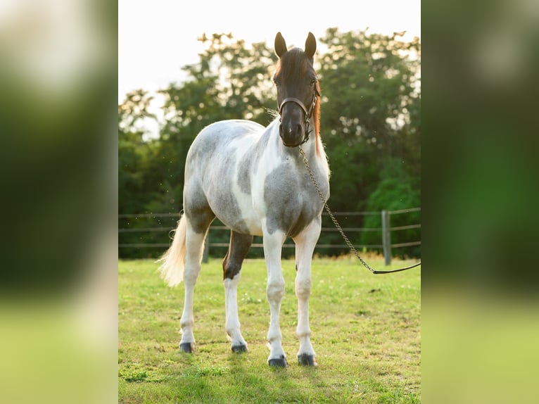 Arbeitspferd Stute 1 Jahr 145 cm Tobiano-alle-Farben in Narvon