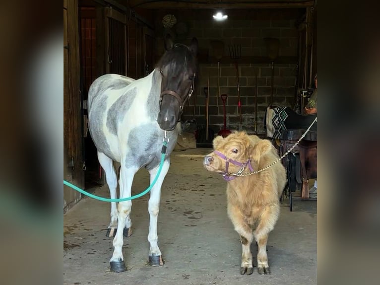 Arbeitspferd Stute 1 Jahr 145 cm Tobiano-alle-Farben in Narvon