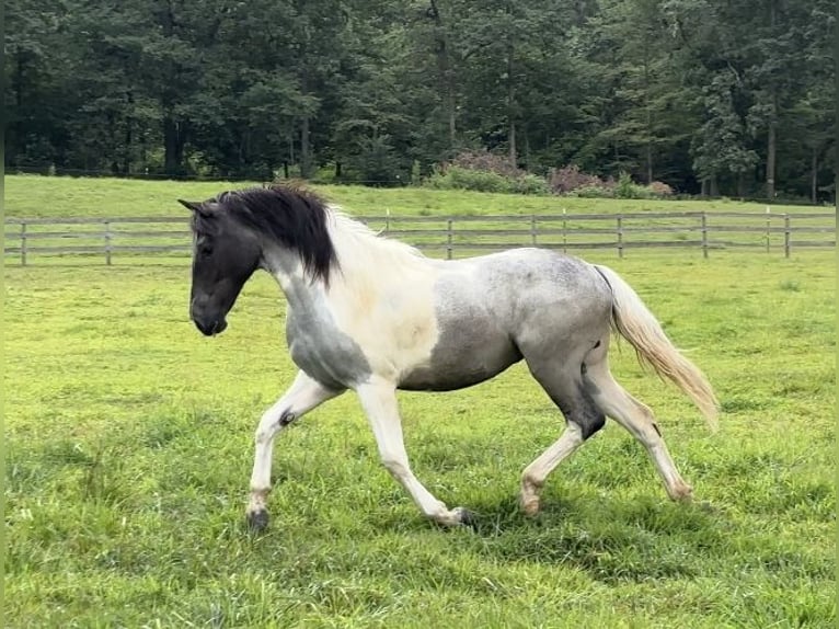 Arbeitspferd Stute 1 Jahr 145 cm Tobiano-alle-Farben in Narvon