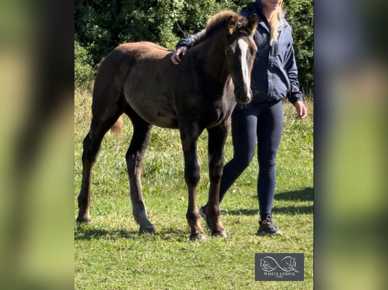 Arbeitspferd Stute 1 Jahr 168 cm Fuchs in Essex